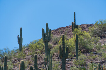 Saguaro cactii on a mount in Arizona.