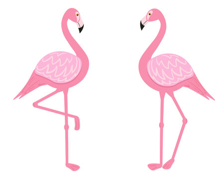 Illustration of a pair of flamingos in a flat style. Pink Flamingo. Tropical birds in vector image.