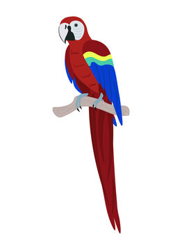 Tropical Bird. Bright parrot with red, blue and yellow feathers on a branch. Vector image in cartoon style.