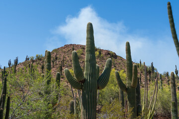 Saguaro cactus in the springtime in the southwest sonoran deserts of Phoenix, Arizona. © blstock