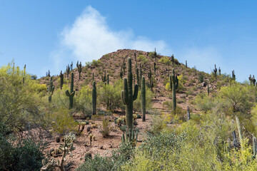 Saguaro cactus in the springtime in the southwest sonoran deserts of Phoenix, Arizona.