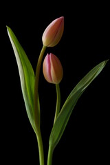 Beautiful background with a pink tulips (Tulipa)	