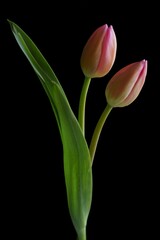 Beautiful background with a pink tulips (Tulipa)	