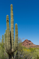 Saguaro cactus in the springtime in the southwest sonoran deserts of Phoenix, Arizona.