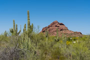 Fototapete Saguaro cactus in the springtime in the southwest sonoran deserts of Phoenix, Arizona. © blstock