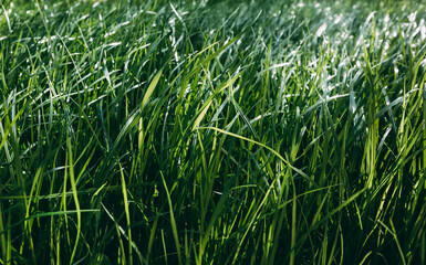 Obraz premium Green lush lawn background. Close-up side view. Field of dense grass in perspective. Garden care. Video footage hd. Healthy plant cover. Natural wallpaper. Freshness. Summer season. Windy weather