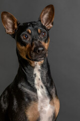 Fotografía de estudio de un retrato de un precioso perro raza Pincher - 501931003