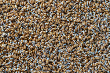 Background of germinated wheat grains, top view. Healthy food concept