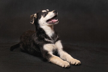 A large half-breed puppy of an Eastern European shepherd poses in the studio.