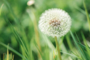 Fototapeta premium Macro proxy fleur de pissenlit blanche bien garnie et ronde naturelle