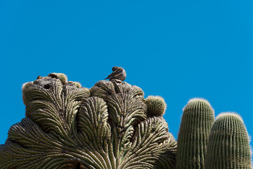 Crested Saguaro cactus with mourning dove on top.