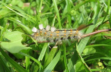 Tussock caterpillar on grass in Florida wild, closeup