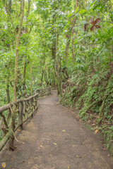 Green vegetation in the rainy season in Costa Rica.