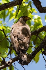 A besra sparrowhawk in a tree in India, Accipiter virgatus, bird of prey
