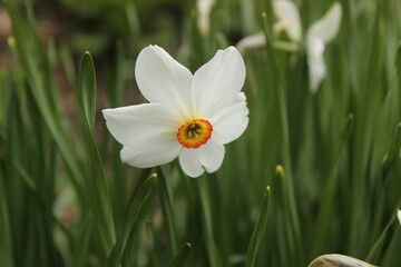 white narcissus in the grass