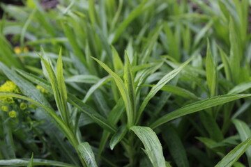 Fototapeta na wymiar close up of a green grass