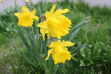 Fototapeta premium yellow daffodils in spring