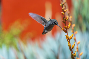 Hummingbird drinking nectar from blooming flowers in the springtime in the southwest sonoran...