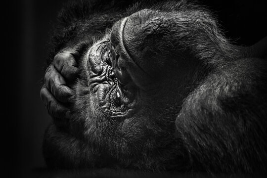  Close-up of a silverback (adult) gorilla