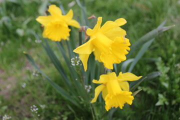 Fototapeta premium yellow daffodils in the garden close up