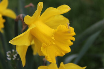 Fototapeta na wymiar yellow daffodils in spring garden, yellow daffodil close up