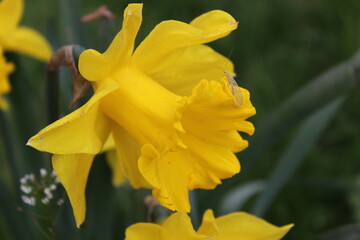 yellow daffodil flower close up