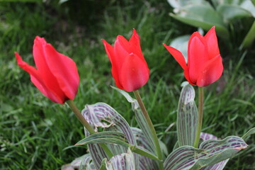 red tulips in the garden