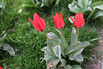 red tulips in the garden, flowers in the garden