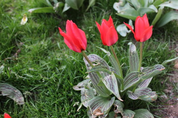 Red tulips in the garden. 