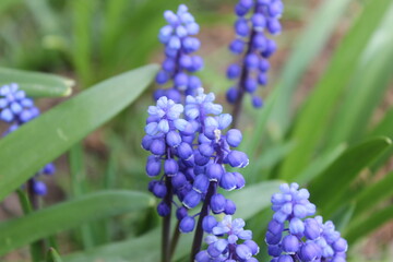 Fototapeta premium Muscari flowers bloom in spring garden. Spring flowers. Blue hyacinth flowers.