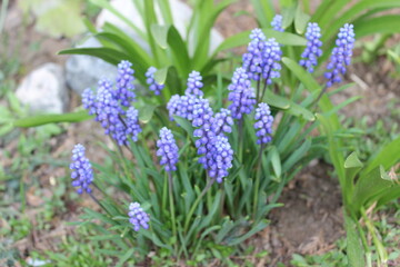 blue flowers in the garden