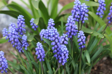 blue hyacinth flowers, blue flowers in the garden