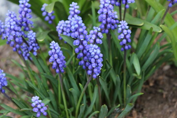 Fototapeta premium Blue hyacinth flower, first spring flowers.