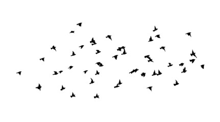 A flock of flying birds. Free birds. Flying seagulls. Vector illustration