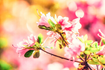 pink cherry blossom with flowers in wild