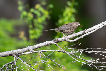 A juvenile spotted towhee songbird.