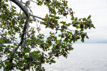 A branch with leaves over the Pacific ocean.