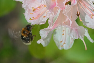 Bumblebee in rhododendron - obrazy, fototapety, plakaty