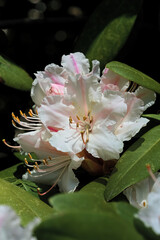 Rhododendron - obrazy, fototapety, plakaty