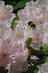 Bumblebee in rhododendron - obrazy, fototapety, plakaty