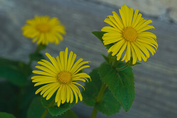 Rural yellow flower