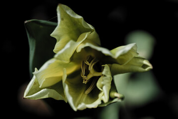 Dark tulip