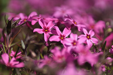 Obraz premium Pink flowers