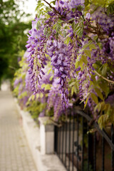 Obraz premium wisteria purple spring flowers in the garden