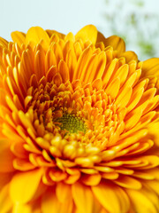 Orange Gerbera flower closeup