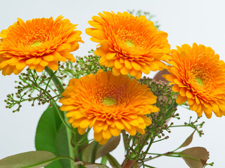 Four orange Gerbera flowers