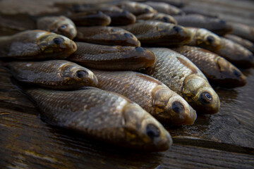 Crucian carp on wooden boards © Олег Мальшаков