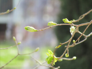 buds of a tree