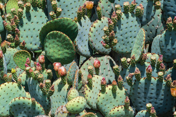 Prickly pear cactus blooming flowers in the spring southwest sonoran deserts of Phoenix, Arizona.