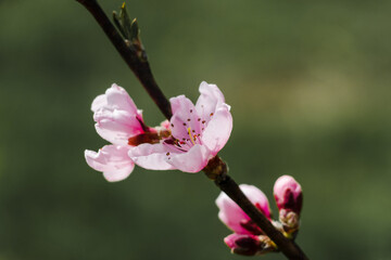 Peach branches with flowers on a green background
